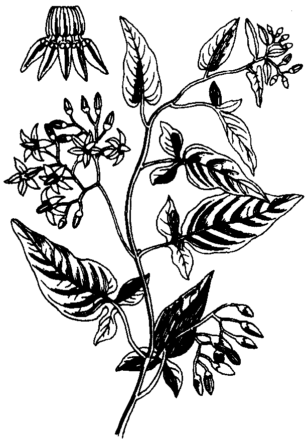 Pflanzenbild