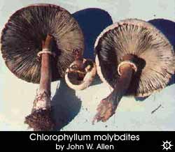 Chlorophyllum molybdites