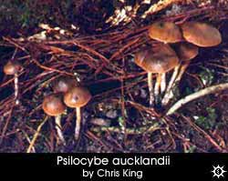 Psilocybe aucklandii