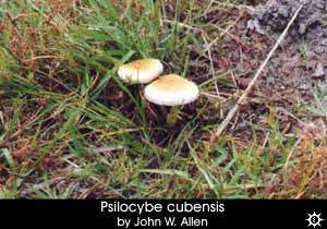 Psilocybe cubensis