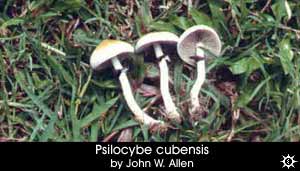 Psilocybe cubensis