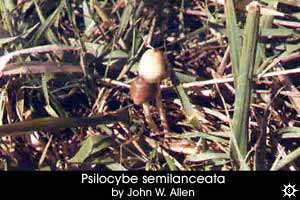 Psilocybe semilanceata