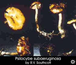 Psilocybe subaeruginosa