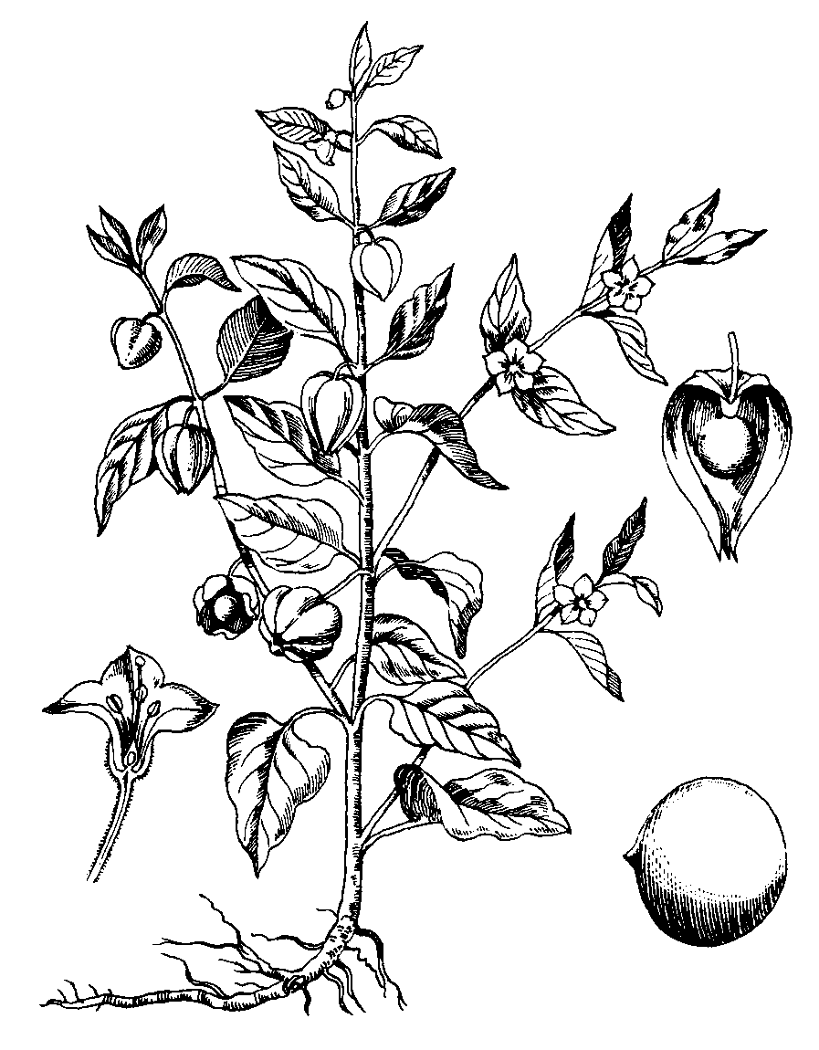 Pflanzenbild